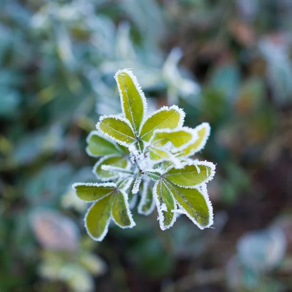 Frost on plant — Stock Photo, Image