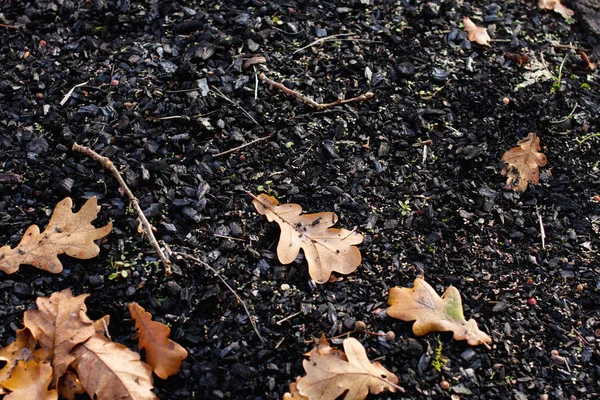 Foglie di quercia in una pila di carbone nero — Foto Stock
