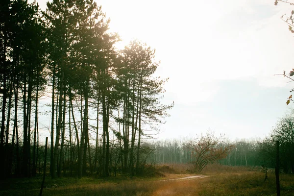 Forest in sunse — Stock Photo, Image
