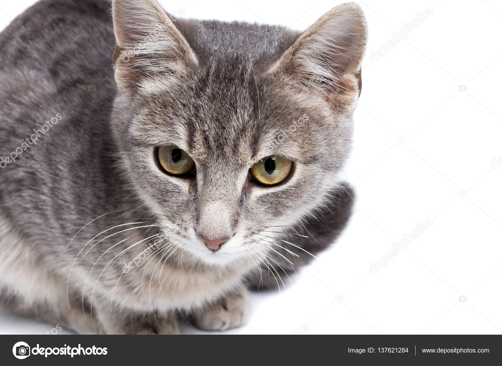 Gatita Tabby Gris Sobre Blanco Foto De Stock Ctvvelve