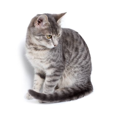 beyaz gri tabby yavru kedi