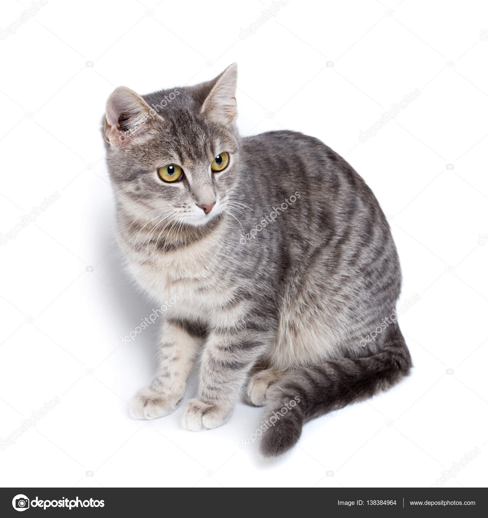 grey and white tabby kitten grey and white tabby kitten