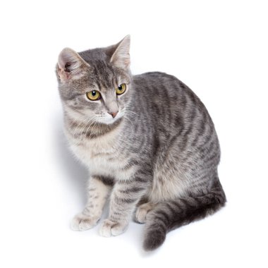 beyaz gri tabby yavru kedi