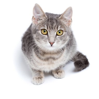 beyaz gri tabby yavru kedi