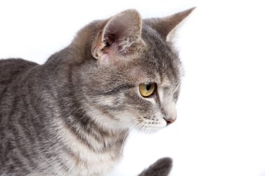 beyaz gri tabby yavru kedi