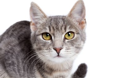 beyaz gri tabby yavru kedi