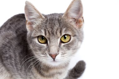 beyaz gri tabby yavru kedi