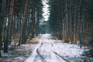 Kış yol çam ağaçları ile ormanda