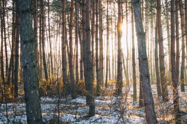 kış, çam ağaçları ile orman