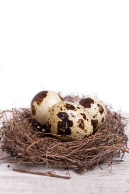 Yuvadaki bıldırcın yumurtaları eski ahşap arka planda.