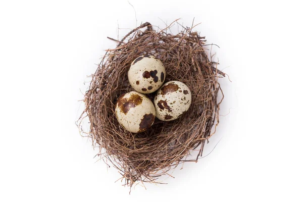 Kwartel Eieren Het Nest Geïsoleerd Witte Achtergrond — Stockfoto