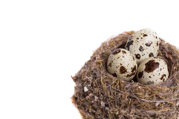 白い背景で隔離の巣でウズラの卵 — ストック写真