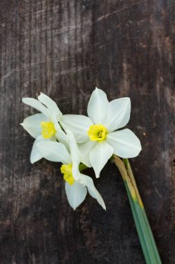 koyu renkli ahşap hafif sarı nergis çiçekleri