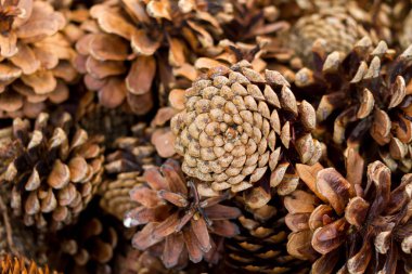 Kurutulmuş doğal çam kozalakları arka plan