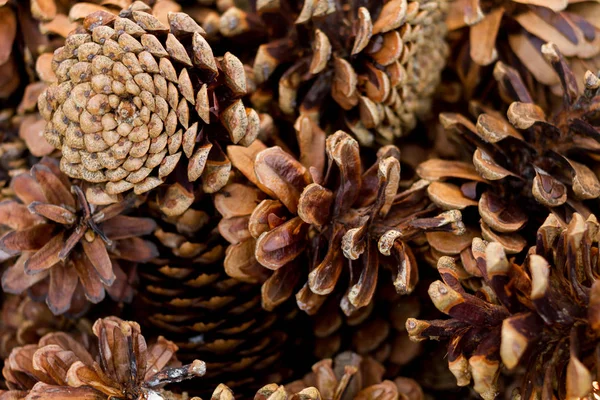 Contexto dos cones de pinheiro naturais secos — Fotografia de Stock