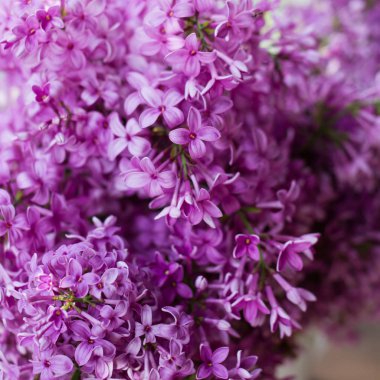 Mor Eflatun çiçekler