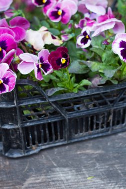 Hercai Menekşe çiçek bir ahşap üzerine