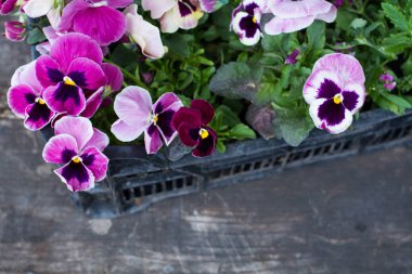 Hercai Menekşe çiçek bir ahşap üzerine