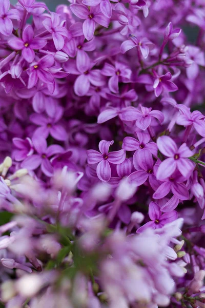 Purple lilac flowers — Stock Photo, Image