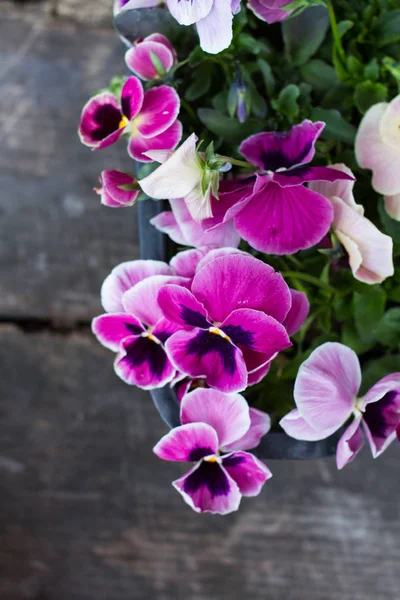 Hercai Menekşe çiçek bir ahşap üzerine