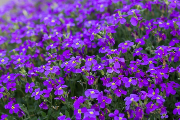 Violette lila Blüten — Stockfoto