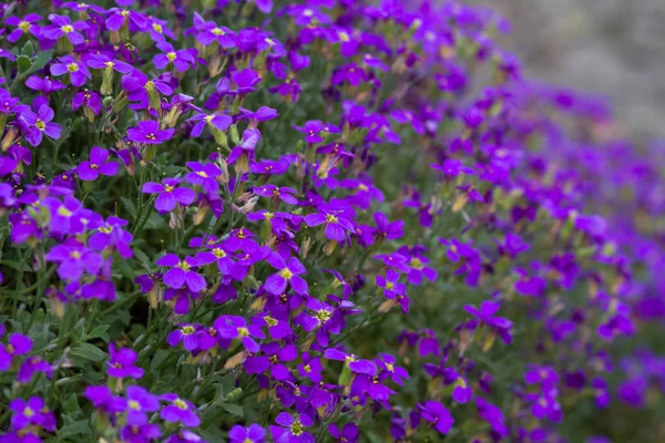 Purple violet flowers — Stock Photo, Image