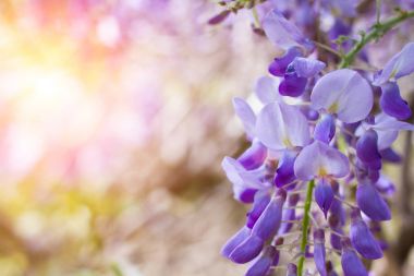 Lila keçiboynuzu ağacının çiçekleri