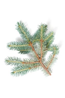 köknar dalı ile beyaz yeşil iğne falan batmazdı