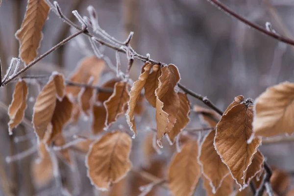 Frosty Leaves Tree Branch Winter Nature — Stock Photo, Image