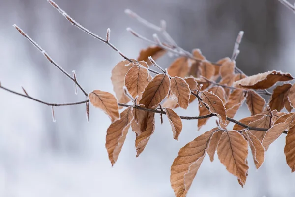 Frosty Leaves Tree Branch Winter Nature — Stock Photo, Image