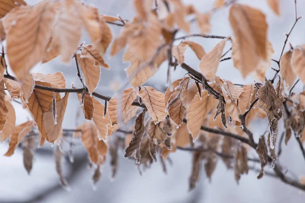Folhas Geladas Árvore Ramo Natureza Inverno — Fotografia de Stock