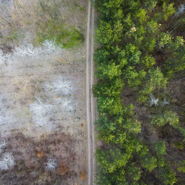Dron Pořízený Lesem Polovina Obrazu Naplněná Krempou Podzimu Druhá Polovina Stock Snímky
