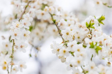 Gri, güneşli Bokeh arka planının üzerindeki bir ağaç dalında beyaz bahar çiçekleri.