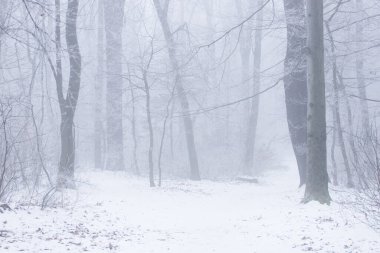 Sisli ormanda küçük bir kar tabakası