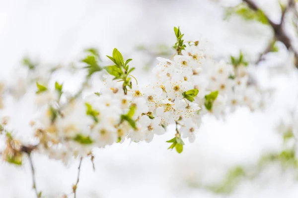 Flores Brancas Primavera Galho Árvore Sobre Fundo Bokeh Ensolarado Cinza — Fotografia de Stock