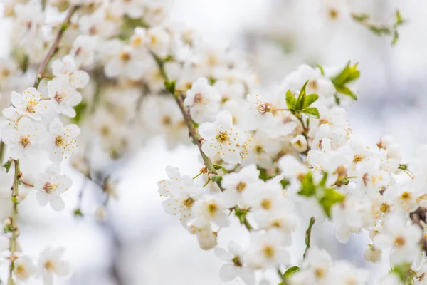 Flores Primavera Blancas Una Rama Árbol Sobre Fondo Bokeh Soleado —  Fotos de Stock