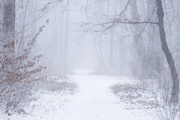 Ένα Μικρό Στρώμα Χιονιού Στο Ομιχλώδες Δάσος — Φωτογραφία Αρχείου