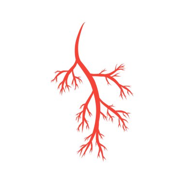 İnsan arterleri ve damarları vektör çizim şablonu