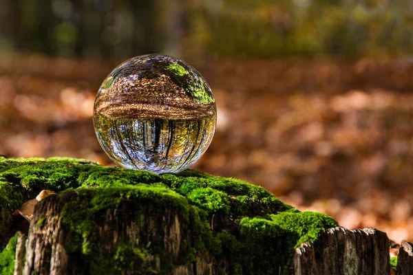 reflection in the glass ball, forest , moss