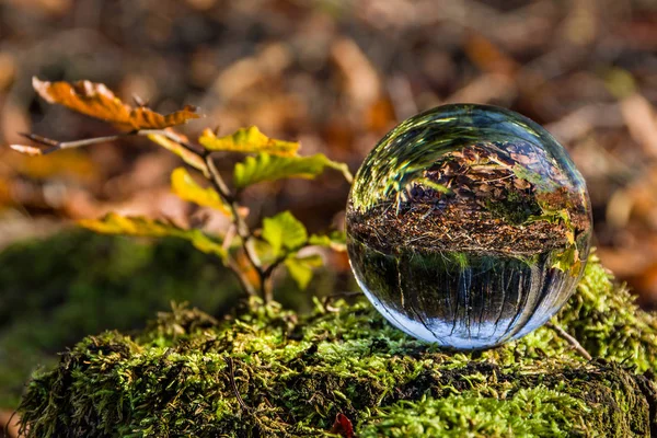 reflection in the glass ball, forest, moss