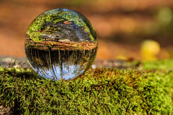 reflection in the glass ball, forest and moss
