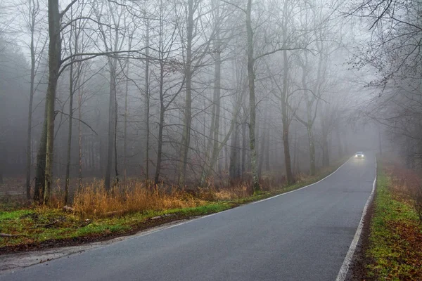 road in the woods, car in the fog