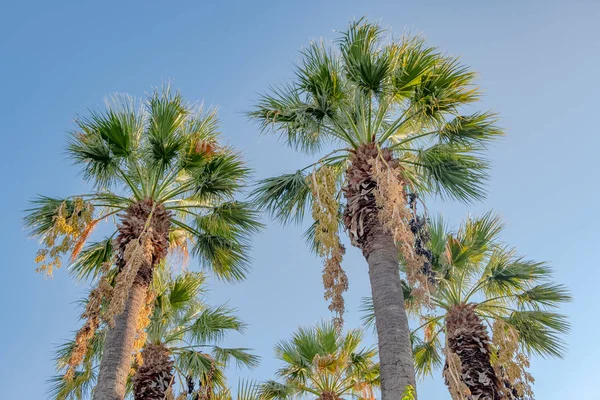 Seyahat, turizm, tatil, doğa ve yaz tatil kavramı - mavi gökyüzü arka plan üzerinde palmiye ağacı