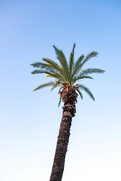 Palm Trees Perfect Palm Trees Beautiful Blue Sky — Stock Photo, Image