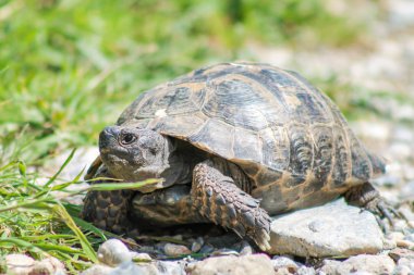 turtle at the rough road.