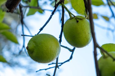 Ağaçtaki yeşil limonlar. Yeşil turunçgillere yakın plan, doğal arka plan. Limon ağacı