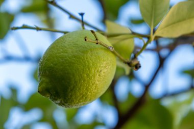 Ağaçtaki yeşil limonlar. Yeşil turunçgillere yakın plan, doğal arka plan. Limon ağacı