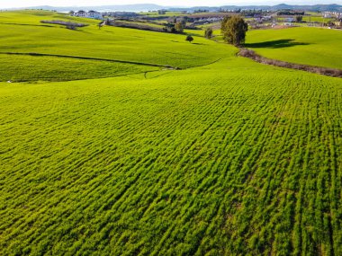 Manzarada muhteşem yeşiller 