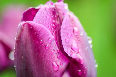 Yağmurdan sonra pembe lale. Yeşil arka planda yağmur damlaları olan kapalı bir lale yaprakları. Pembe yapraklara şeffaf damlalar. 
