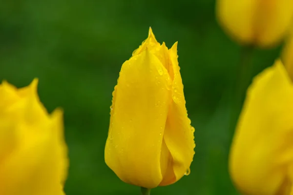 Raindrops on yellow tulip flower. Yellow tulip flower in spring tulip garden.